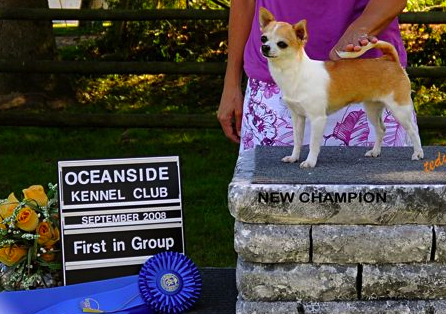 picture of CHAMPION HI-C ANNIE OF RADIANT STAR